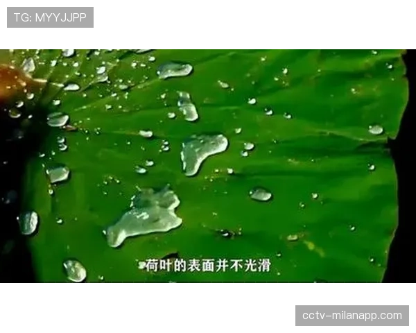 雨战中,皮球因场地积水多次发生不规则弹跳 雨战中,皮球因场地积水多次发生不规则弹跳